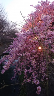 春の夕べ3