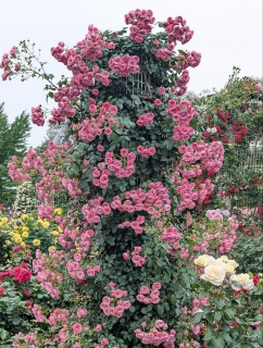 KN20
