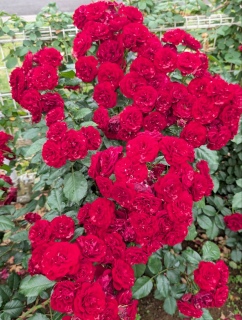 KN23