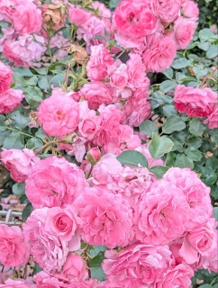 �������K�N34