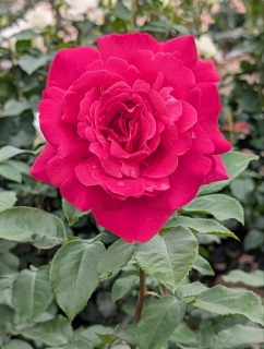 KN29