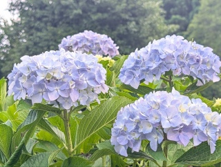 �]���̐��C9