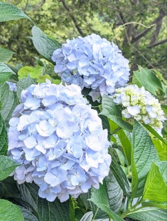 �]���̐��C14