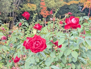 �������̃o����24