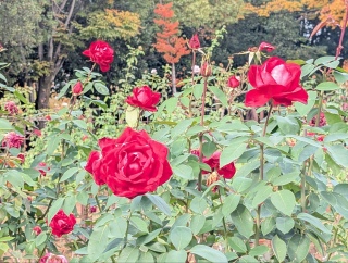 �������̃o����23