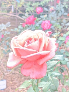 �������̃o����25