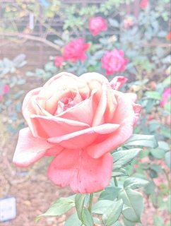 �������̃o����26