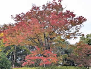 �������̍g21