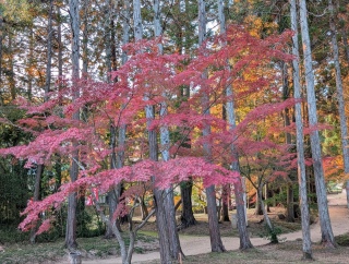 �g���̍��яH