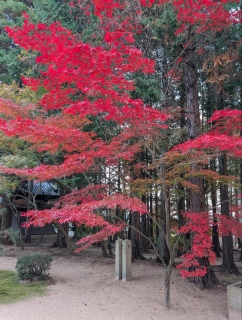 �g���̍���12