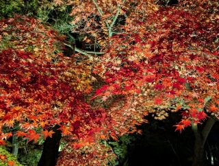 �g���̍���17