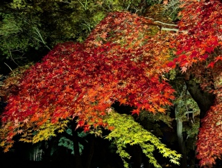 �g���̍���16