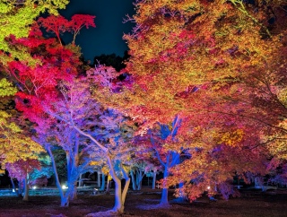 �g���̍���22