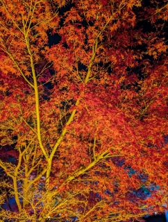 �g���̍���24