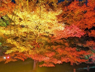 �g���̍���26