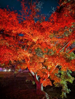 �g���̍���27