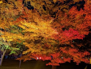 �g���̍���24