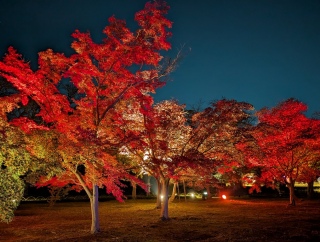 �g���̍���29