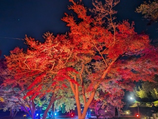 �g���̍���28