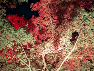 �g���̍���30