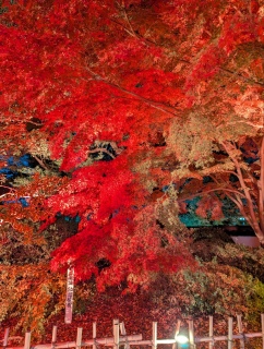 �g���̍���31