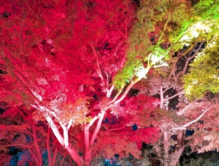 �g���̍���33