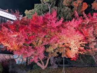 �g���̍���35