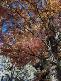 �g���̍��яH44