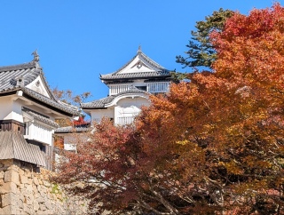 �g���̍��яH46