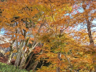 �g���̍��яH51