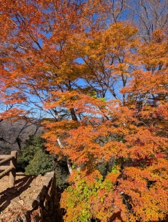 �g���̍��яH54