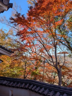 �g���̍��яH57