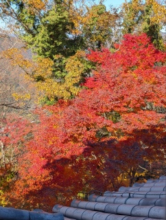 �g���̍��яH56