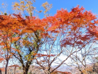 �g���̍��яH58