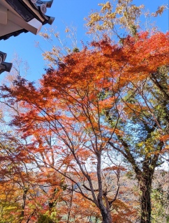 �g���̍��яH60