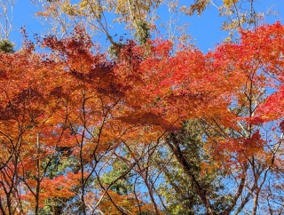 �g���̍��яH59