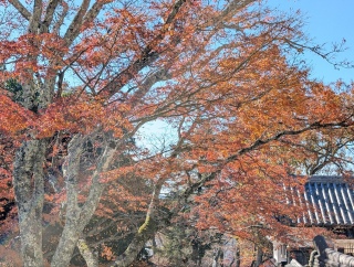 �g���̍��яH62