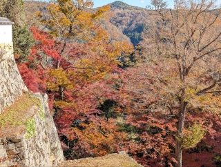 �g���̍��яH65