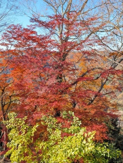 �g���̍��яH66