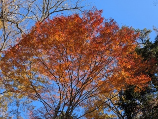 �g���̍��яH67