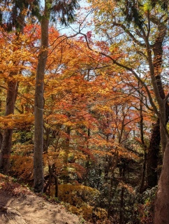 �g���̍��яH68