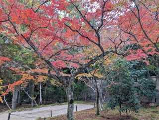 �g���̍��яH81