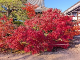 �g���̍��яH84