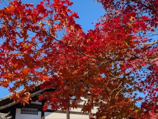 �g���̍��яH87