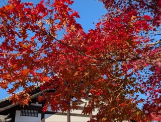 �g���̍��яH88