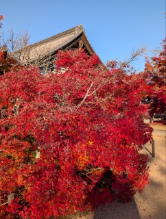 �g���̍��яH90