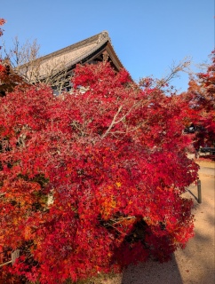 �g���̍��яH91