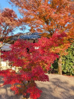 �g���̍��яH94