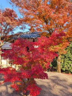 �g���̍��яH93