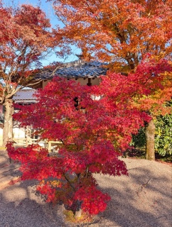 �g���̍��яH95